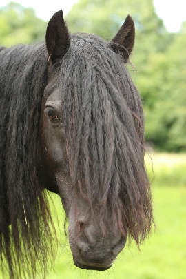 Greenholme Rambler